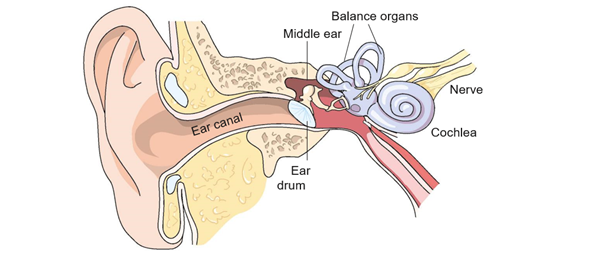 A diagram of the ear showing the anatomy that makes hearing possible